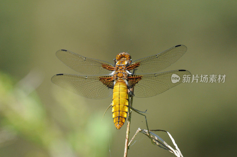 在模糊的背景上，一只宽体蜻蜓(Libellula depressa)的特写镜头